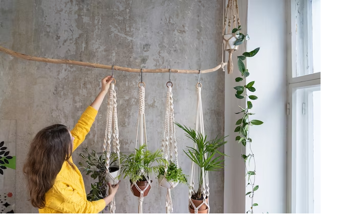 Bikin Rumah Makin Asri, Inilah 8 Tanaman Hias Gantung Indoor yang Dapat Mempercantik Ruangan