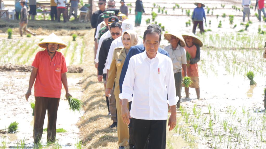 Bupati Fadia Arafiq Bersama Presiden Jokowi Saksikan Tanam Perdana MT 1 2023-2024 di Desa Kaibahan