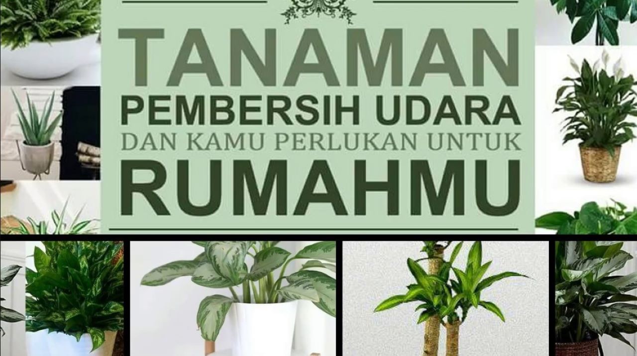 6 Jenis Tanaman Pembersih Udara di Rumah, Cocok untuk Hiasan Indoor 