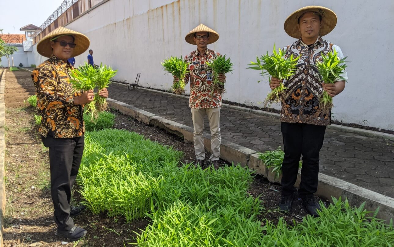 Panen Kangkung Tiap Dua Hari, Rutan Pekalongan Wujudkan Ketahanan Pangan dari Balik Jeruji