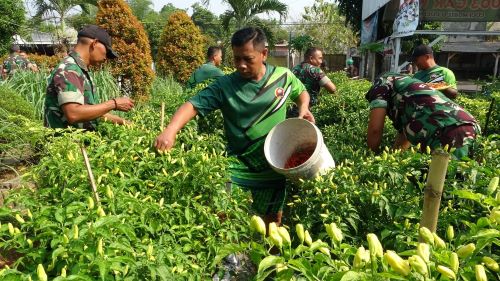 Saat Harga Cabai Tinggi, Koramil Kajen Beri Contoh Budidaya Tanaman Cabai di Lahan Kosong