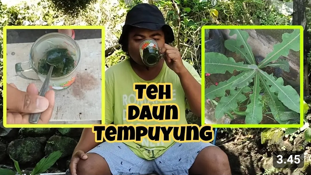 Begini 3 Cara Menggunakan Daun Tempuyung untuk Membersihkan Batu Ginjal