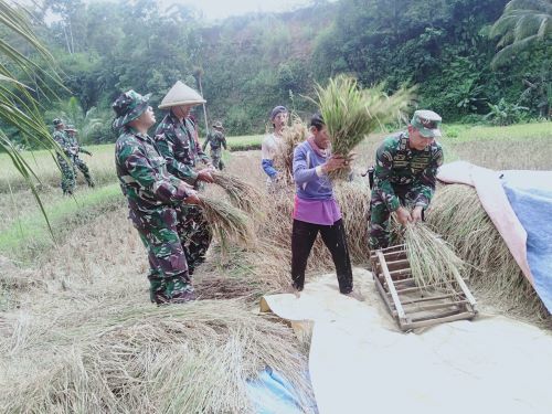 Babinsa Koramil Paninggaran Bantu Petani Panen Padi di Desa Domiyang Pekalongan, Ikut Gepyok Padi di Sawah