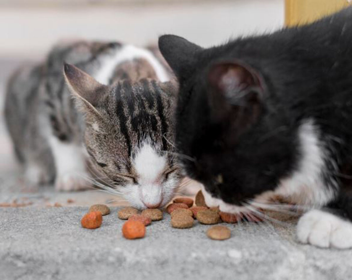 Pakan Kucing Kampung Kemasan: Solusi Praktis dan Ekonomis untuk Kesehatan Anabul Kamu