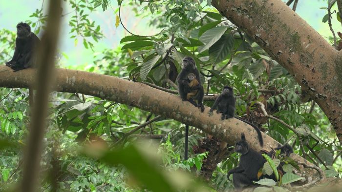 Hari Primata Indonesia 2024: Primata Kita Luar Biasa