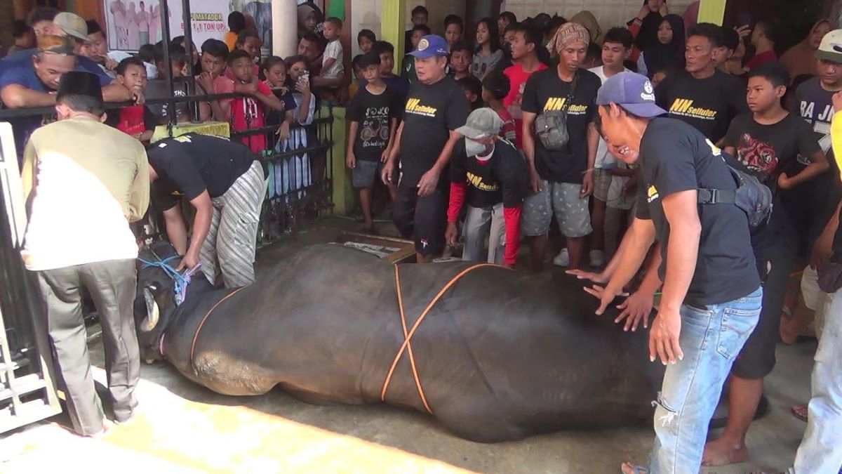 Pengusaha HP Kendal Kurban Sapi Jumbo 1,1 Ton, Libatkan 20 Orang untuk Robohkan!