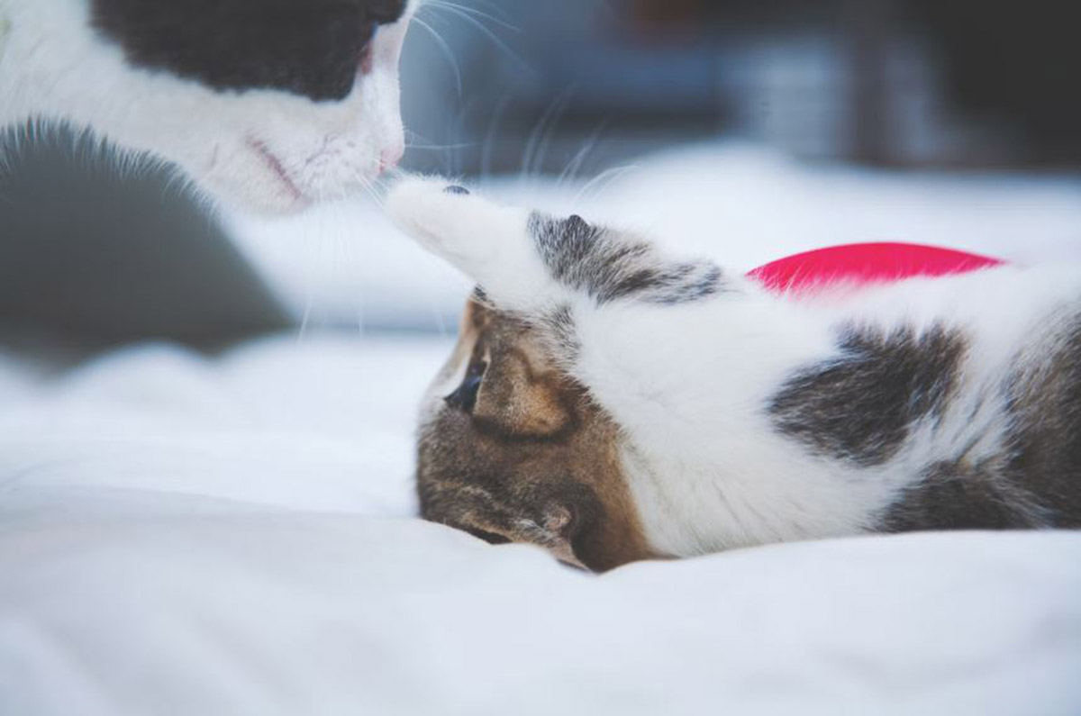 Apa Itu Aroma Feromon pada Kucing? Bagaimana Cara Kerjanya? Ini Alasan Kenapa Kamu Harus Tahu