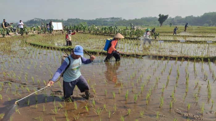 Antisipasi Serangan Hama Wereng Kian Meluas, Ini Langkah DKPP Kabupaten Pekalongan