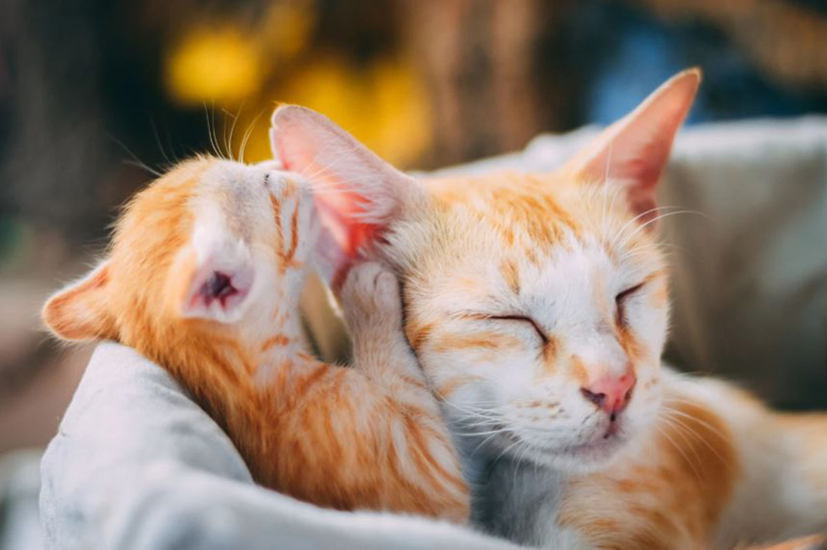 Kapan Kucing Bisa Vaksin Setelah Melahirkan? Kamu Harus Tahu Fakta Ini untuk Menjaga Imun Anabul dan Kitten!