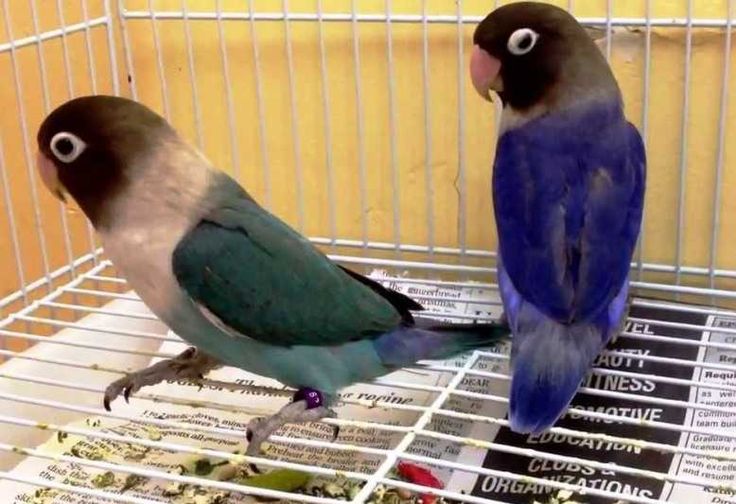 5 Jenis Burung Lovebird Petarung Terbaik dengan Kicauan yang Merdu dan Warna Cantik