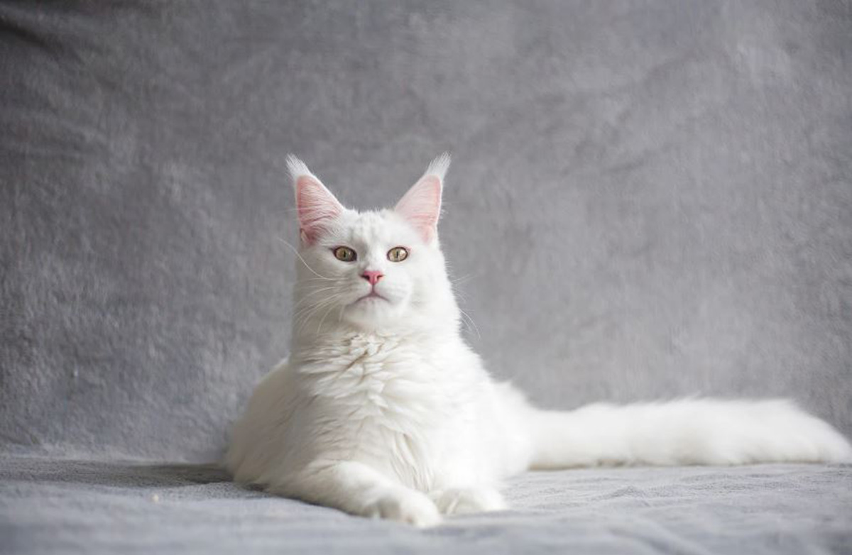 Anggun dan Cantik, Berikut Ini 10 Jenis Kucing Terbesar di Dunia yang Bisa Juga Tampil Menggemaskan