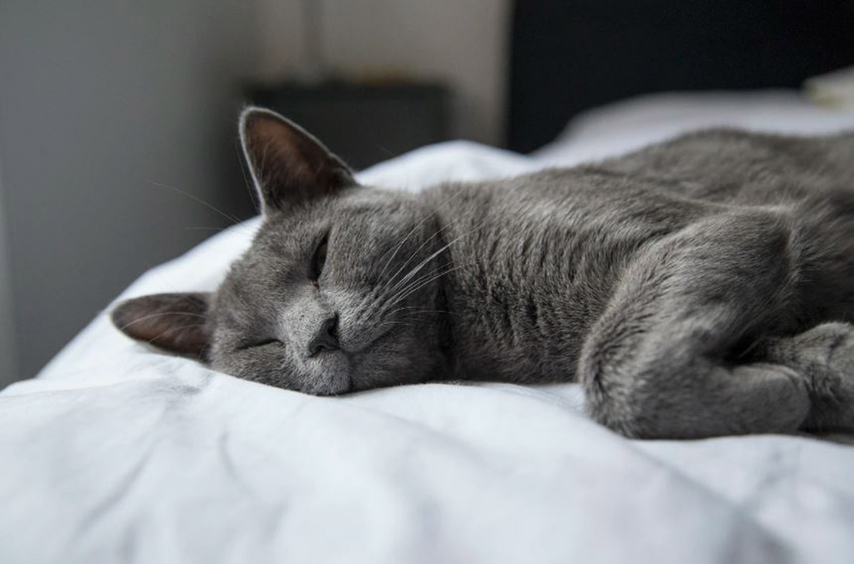 Kenali 6 Tanda-tanda Kucing Keracunan Ini serta Cara Mengatasinya Sebelum Berakibat Fatal bagi Anabul