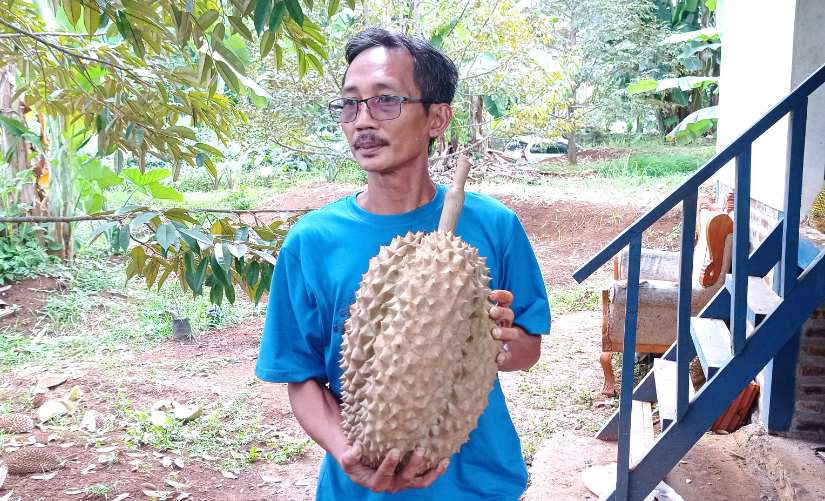 Dongkrak Perekonomian, Gelar Festival Durian 