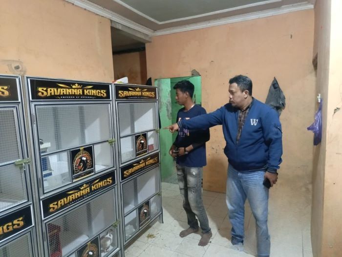 Dua Merpati Rp70 Juta Digondol Maling di Bojong Pekalongan