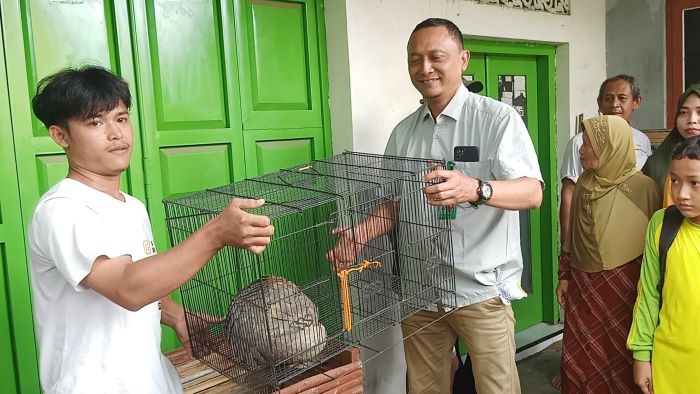 BKSDA Jateng Melepasliarkan Trenggiling di Hutan Paninggaran, Trenggiling Diselamatkan Warga Desa Rowoyoso