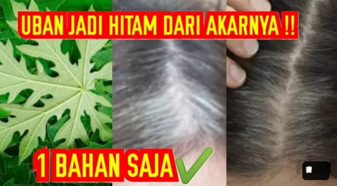 Cara Menghilangkan Uban dengan Daun Pepaya Secara Permanen, Cuma 1 Bahan Hitamkan Rambut Tanpa Dicabut