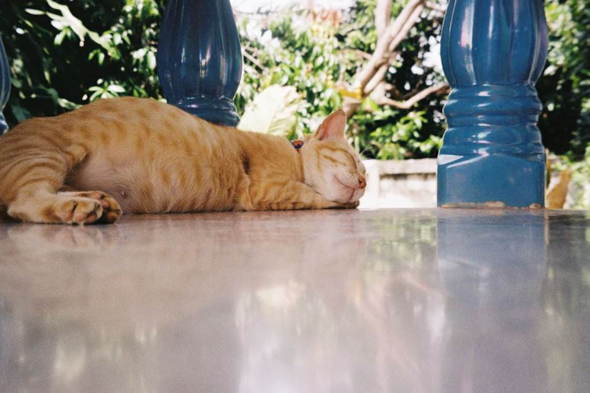 Ini Alasan Ilmiah Kenapa Kucing Suka Tidur di Tempat Dingin: Benarkan Cari Perhatian? Simak Jawabannya di Sini