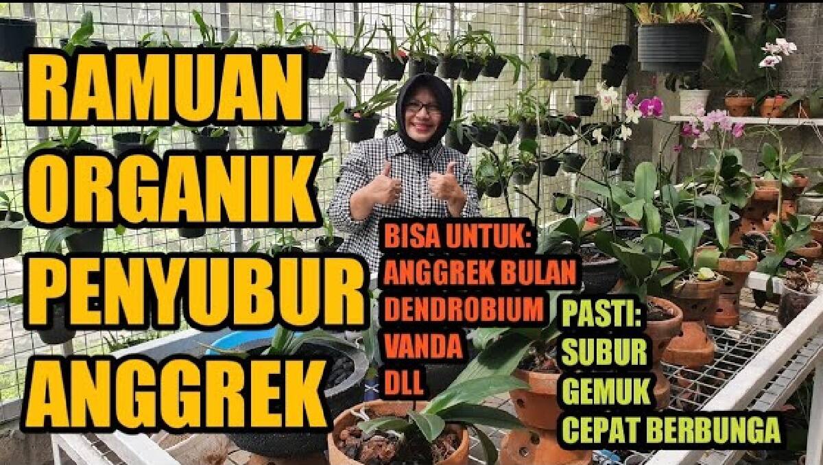 Pecinta Anggrek Merapat! Begini Cara Membuat Pupuk Organik dari Air Rebusan Daun Serai untuk Bunga Anggrek