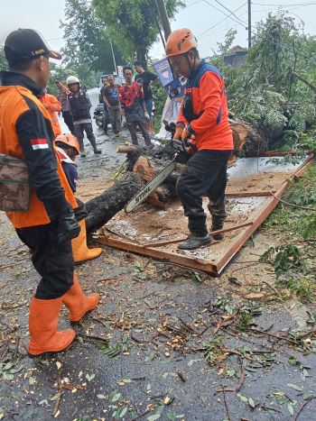 Hujan Deras Disertai Angin, Pohon Peneduh Jalan Bertumbangan di 4 Kecamatan di Kabupaten Pekalongan