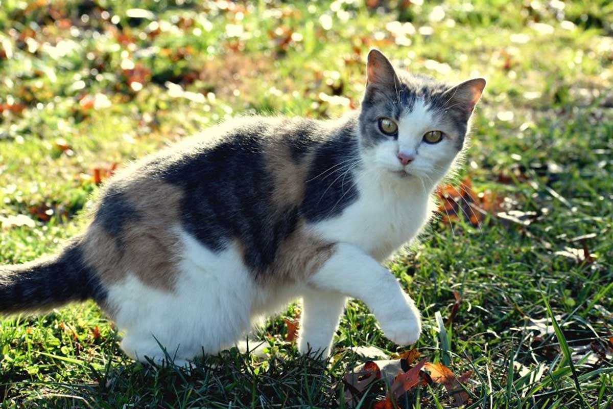 4 Jenis Kucing Kampung Termahal: Eksklusif dan Berkelas, Bikin Kamu Pengen Pelihara Juga!