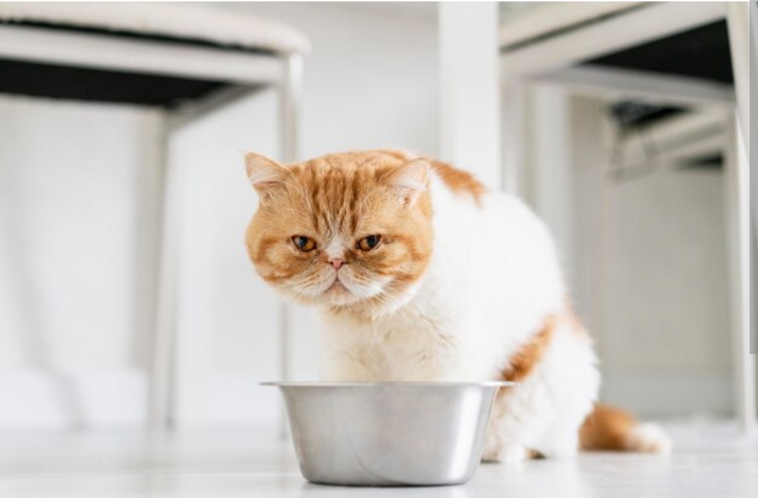 Kamu Harus Tahu, Inilah Cara Menyimpan Makanan Basah Kucing Agar Tahan Lama, Buktikan Saja!