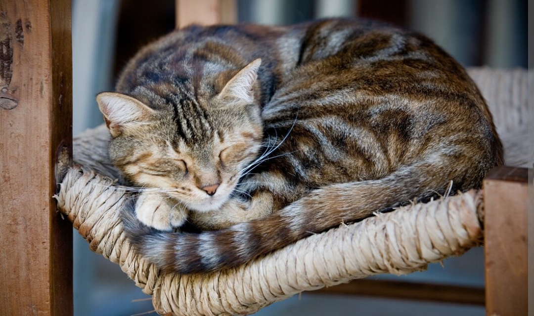 Pecinta Kucing Wajib Tahu, Inilah Penyebab Ekor Kucing Bengkok, Kira-Kira Kenapa Ya?
