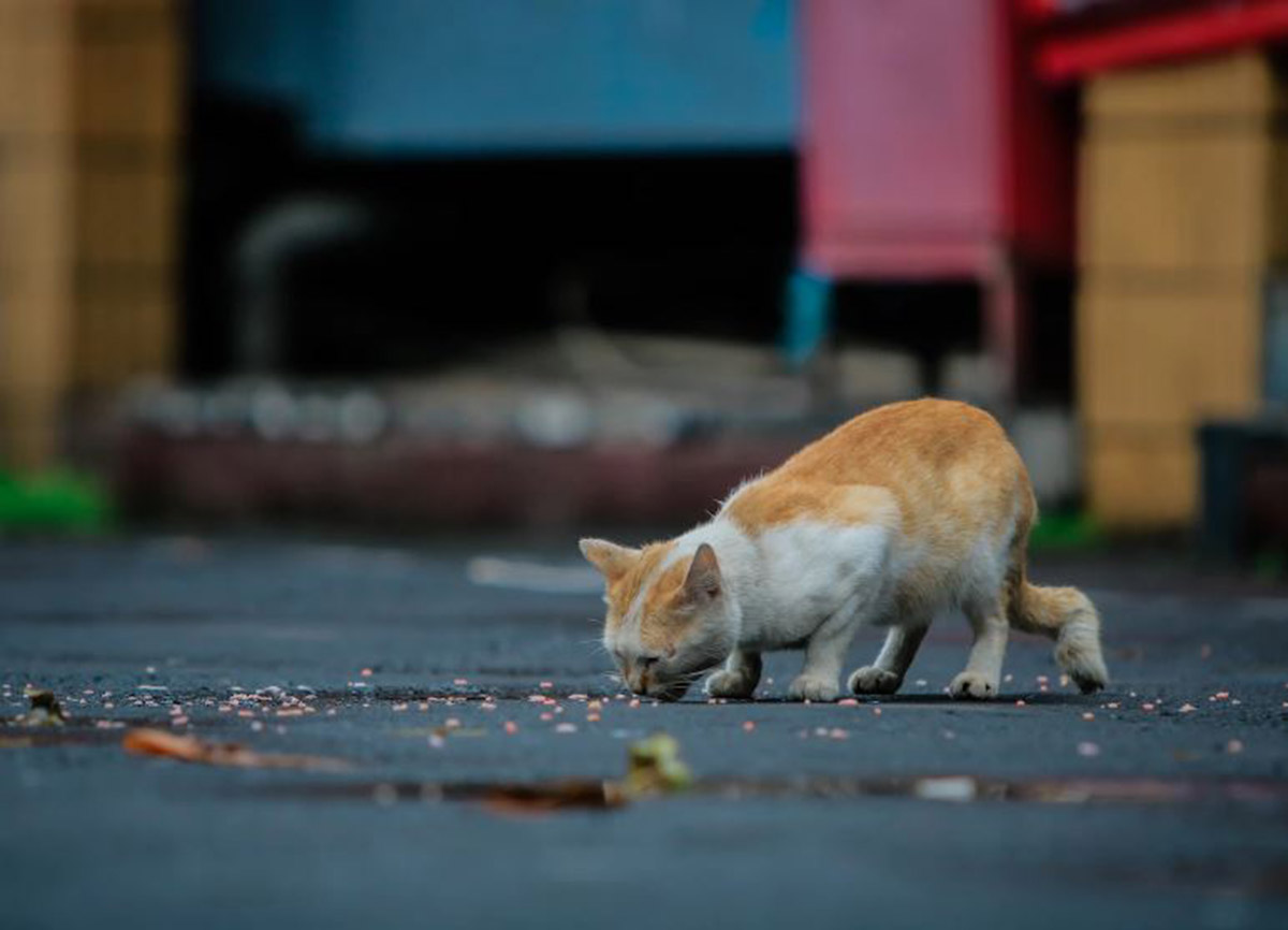 Tips Memilih Pakan Kucing Kampung di Petshop yang Berkualitas, Bagus untuk Kitten dan Kucing Usia Dewasa