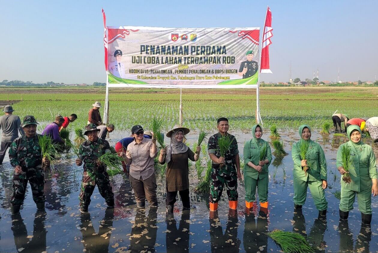 Kodim Pekalongan Uji Coba Tanam Perdana Padi Biosalin di Lahan Terdampak Rob di Kota Pekalongan