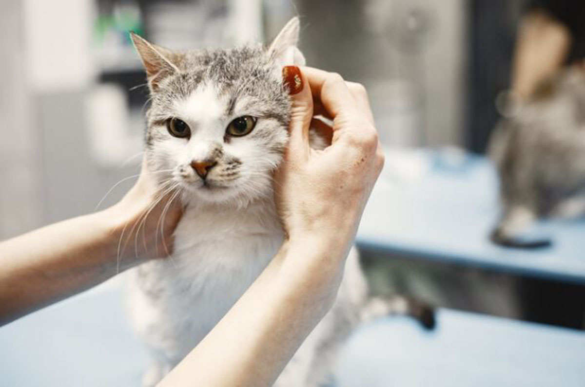 Kamu Harus Tahu 8 Shampo Kucing yang Bagus Berikut Ini! Bantu Jaga Kelembutan dan Kesehatan Bulu Kucingmu