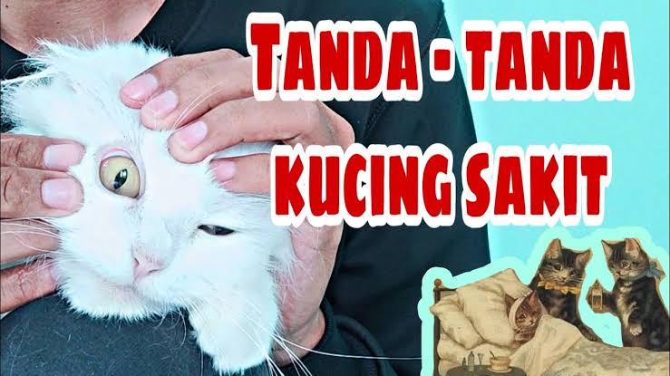 Baru Pertama Pelihara Kucing, Yuk Kenali Ciri-Ciri Kucing yang Sedang Sakit, Penting untuk Dikenali!