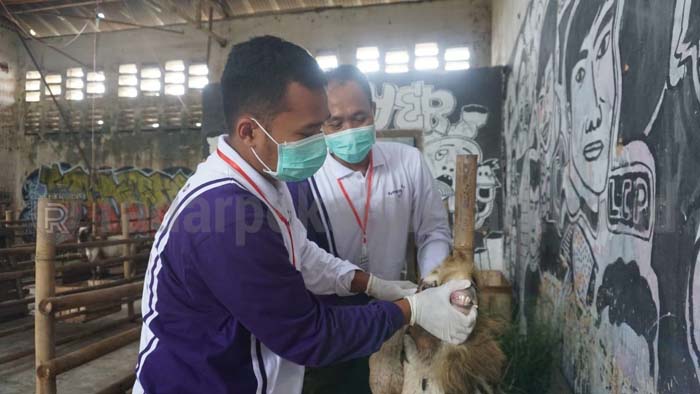 Jelang Idul Adha, Tim Pengawas Kesehatan Hewan Kurban Diterjunkan