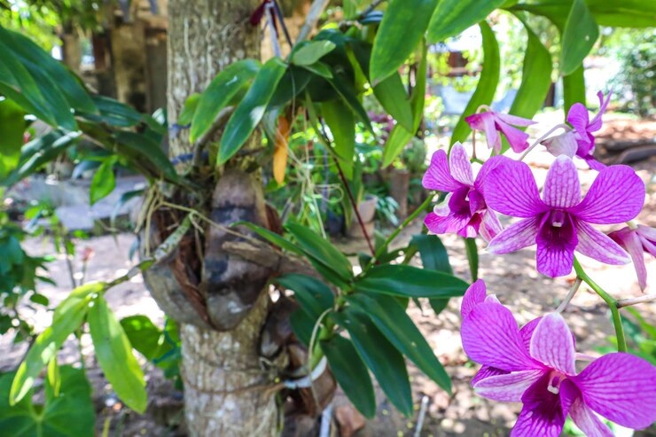 7 Cara Menanam Anggrek Dengan Sabut Kelapa, Dijamin Subur dan Rajin Berbunga