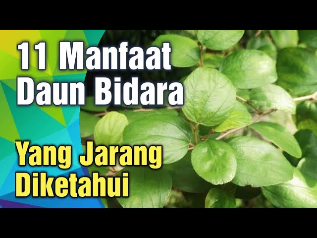 Mau Tahu 2 Manfaat Daun Bidara untuk Wanita? Para Wanita Merapat!