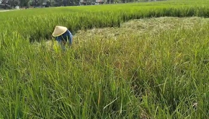 Petani di Pekalongan Resah dengan Serangan Hama Tikus
