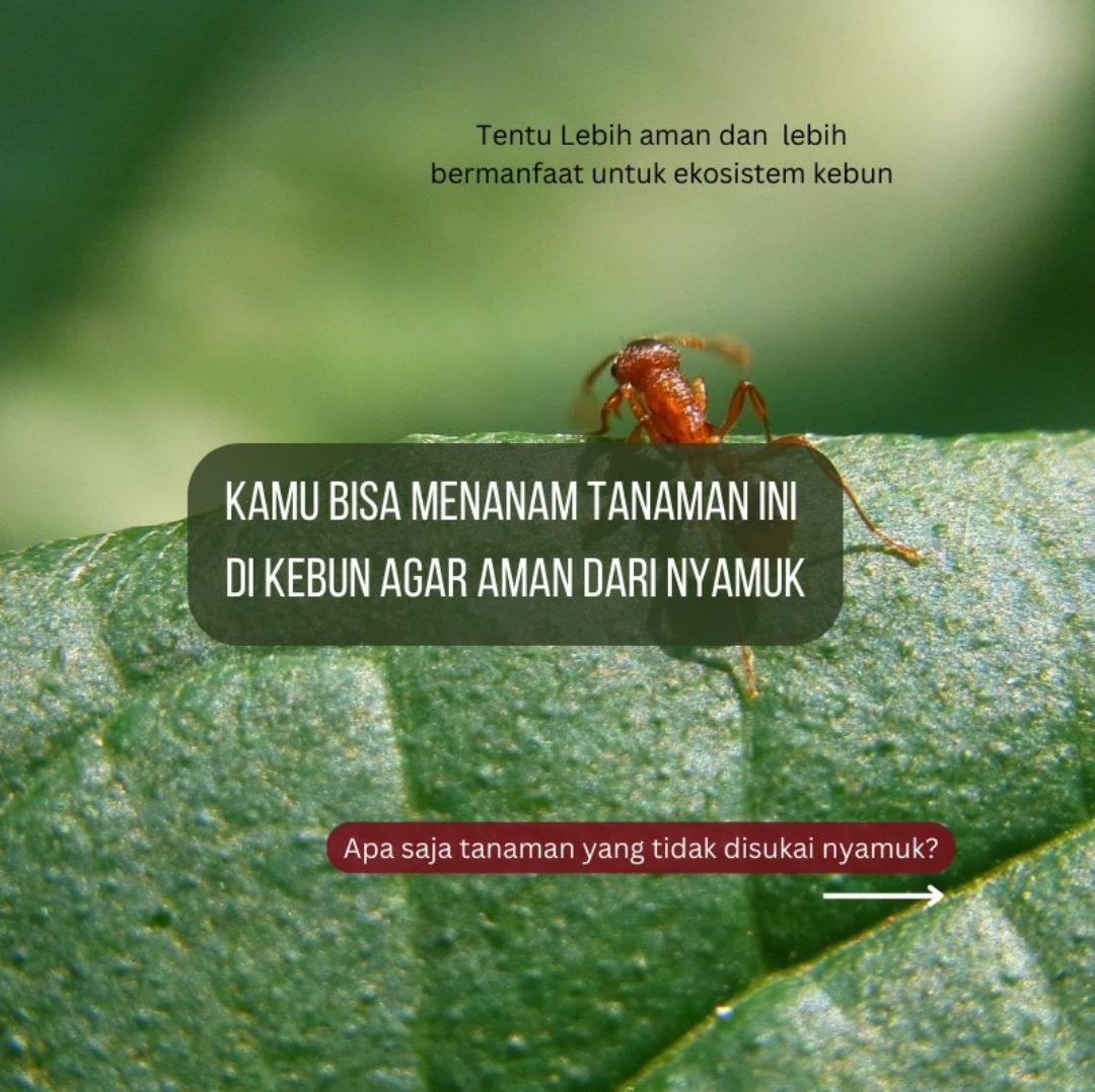 Wajar Rumah Kalian Banyak Nyamuk! 6 Tanaman yang Tidak Disukai Nyamuk, Cocok untuk Bekal Musim Hujan