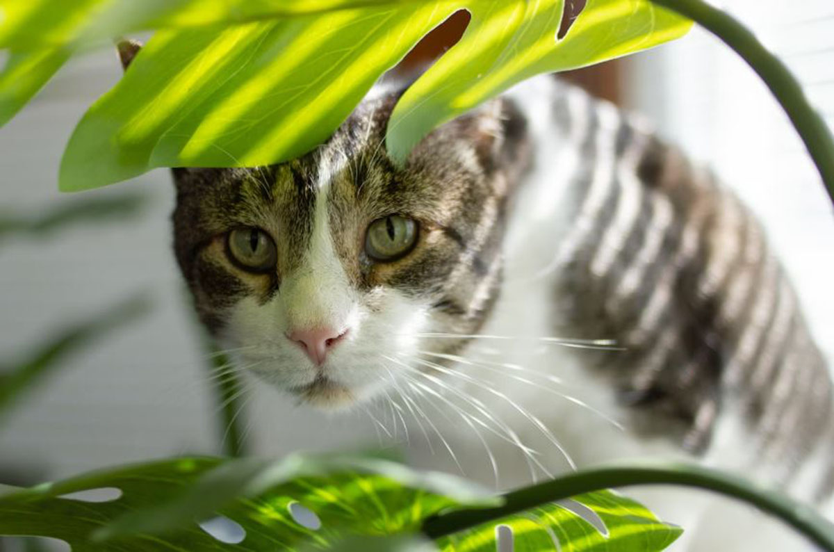 Hati-Hati! Ini 6 Jenis Tanaman yang Beracun Bagi Kucing, Ternyata Banyak di Sekitar Kita! Ada Lidah Buaya Juga