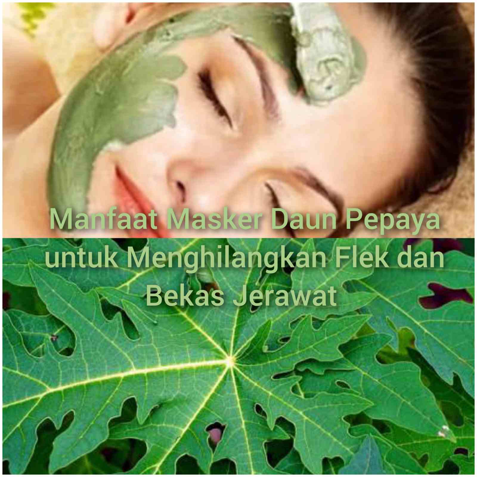 Modal Gratisan, Masker Daun Pepaya Ampuh Hilangkan Flek Hitam dan Bekas Jerawat, Wajah Auto Bersih dan Cerah