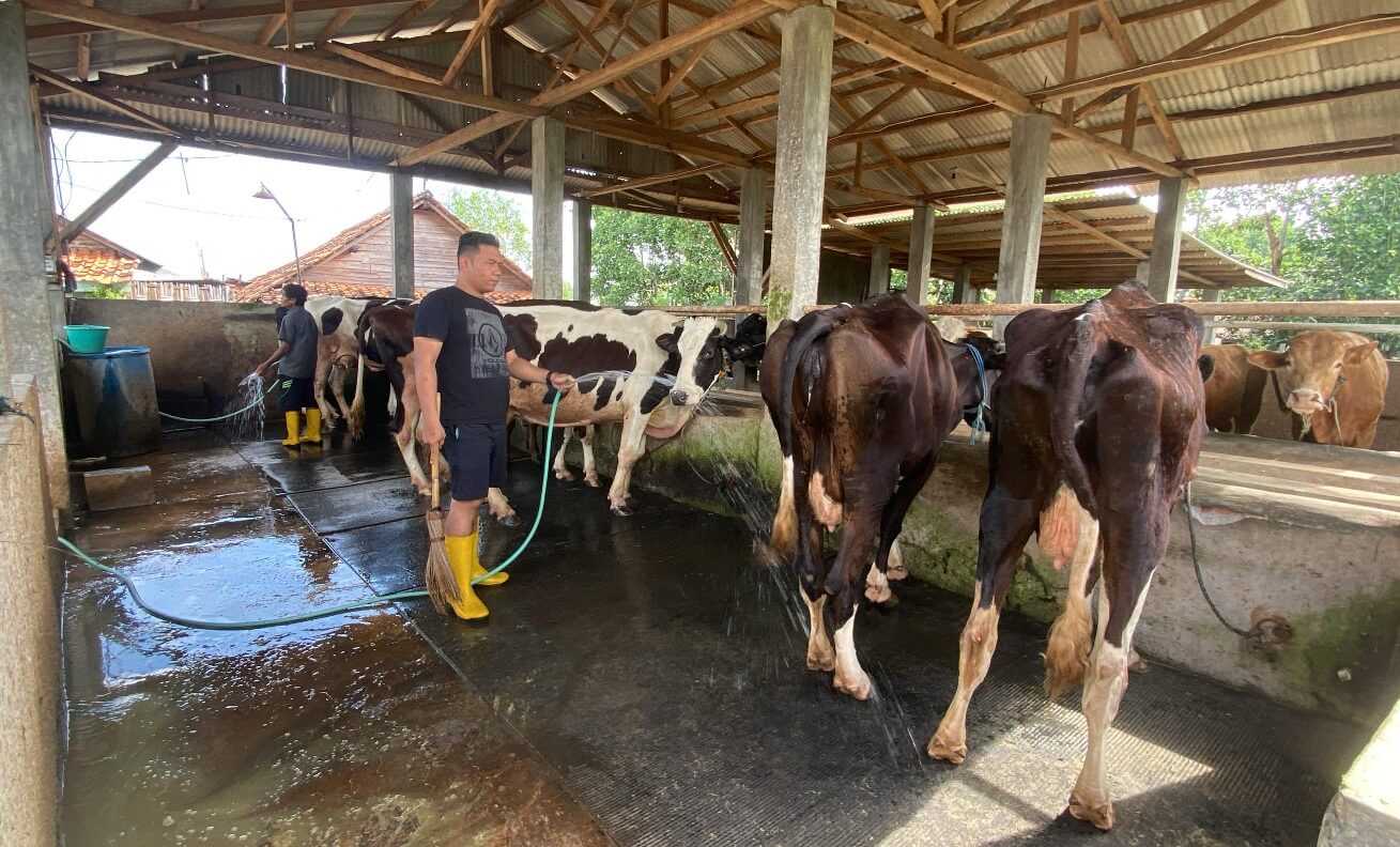 Sibuk Atur Lalin, Pulang Urus Sapi, Beginilah Gaya Hidup Brigadir Ryan Anggota Polantas Polres Pekalongan Kota