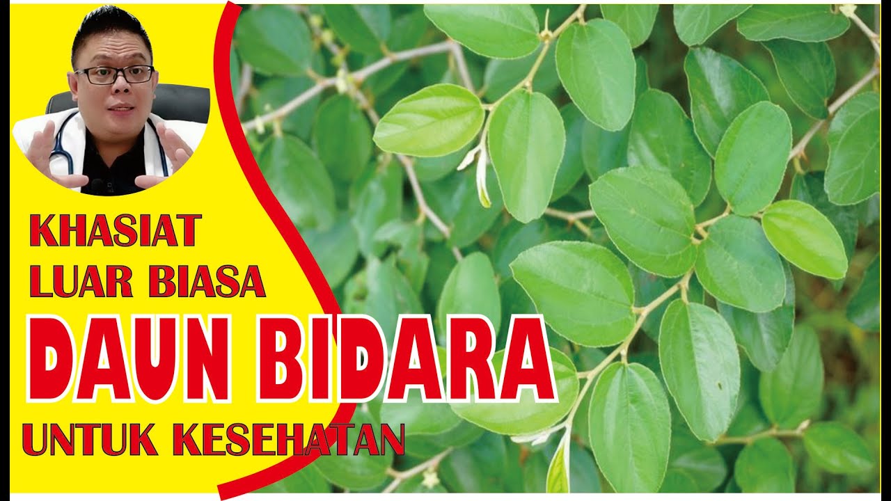 Bisa untuk Mengurangi Stres, Inilah 6 Khasiat Daun Bidara untuk Kesehatan yang Penting untuk Diketahui