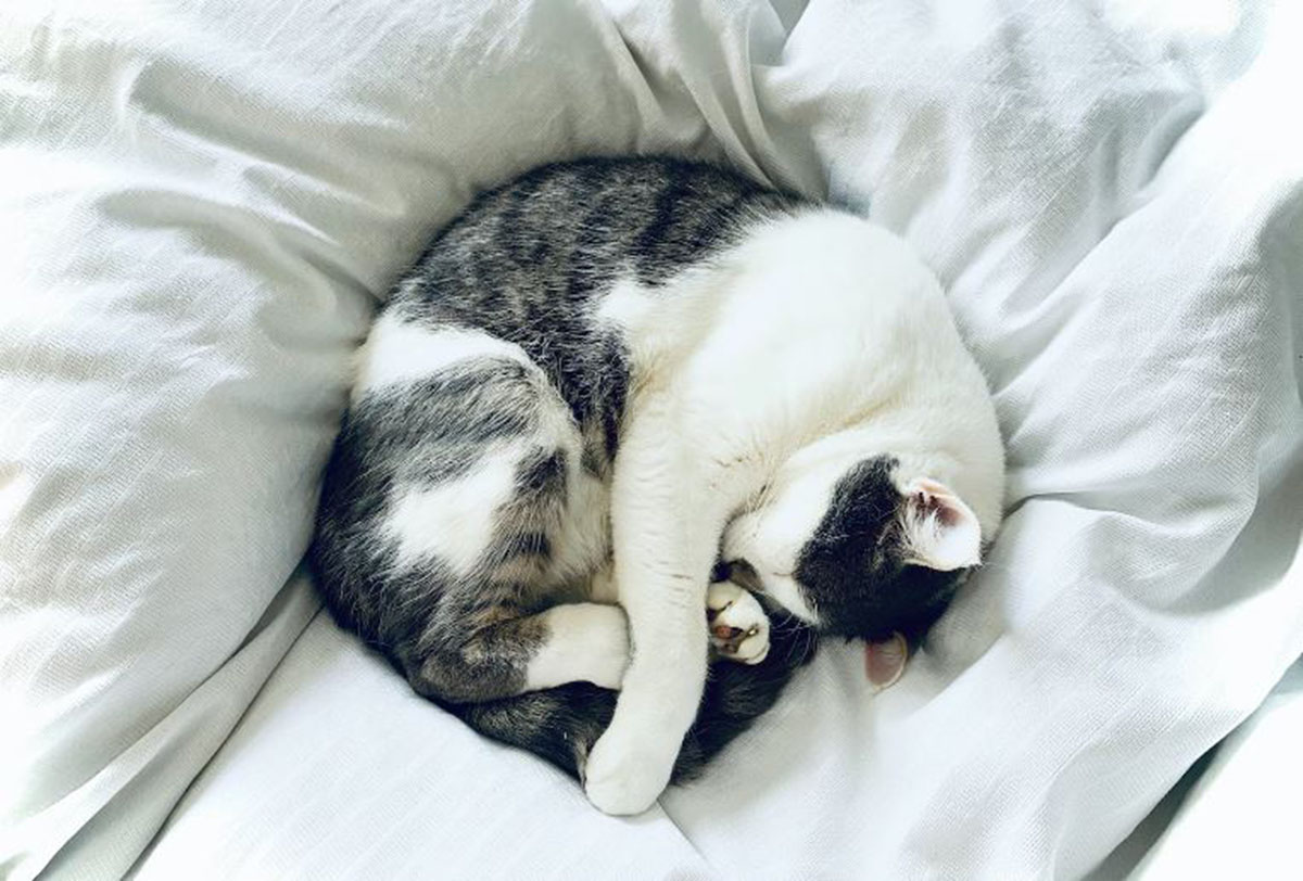 Posisi Tidur Kucing Beserta Artinya: Cara Membaca Kepribadian dan Kesehatan Kucing Kamu dari Cara Mereka Tidur