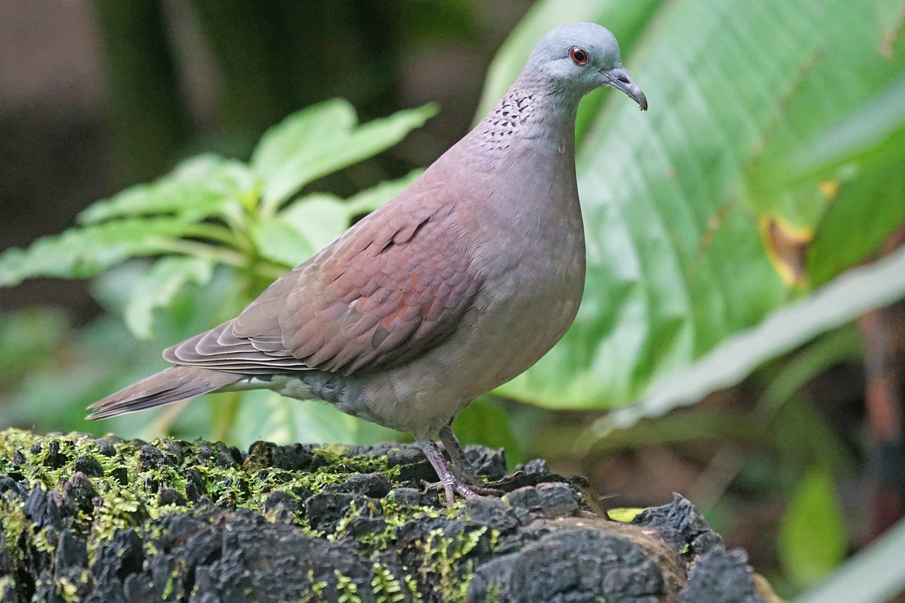 Pelihara 7 Jenis Burung Pembawa Keberuntungan Ini, Dijamin Rezekimu Bakal Ngalir Terus dari Segala Arah