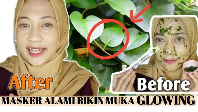 Bikin Awet Muda? 4 Manfaat dan Cara Pakai Daun Binahong untuk Anti Penuaan yang Efektif dan Mudah