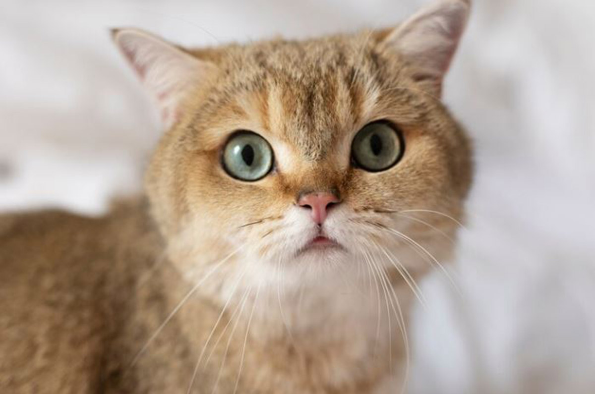 Wajib Diketahui Pemilik Anabul! Ciri-ciri Kucing Gagal Kawin dan Penyebabnya, Jangan Sampai Salah Paham