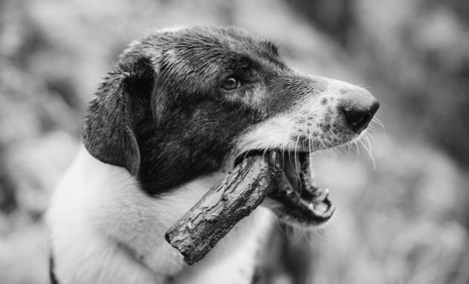 ALAMAK! Sudah 11 Orang di Indonesia Meninggal akibat Rabies hingga April, Sebagian Besar karena Gigitan Anjing