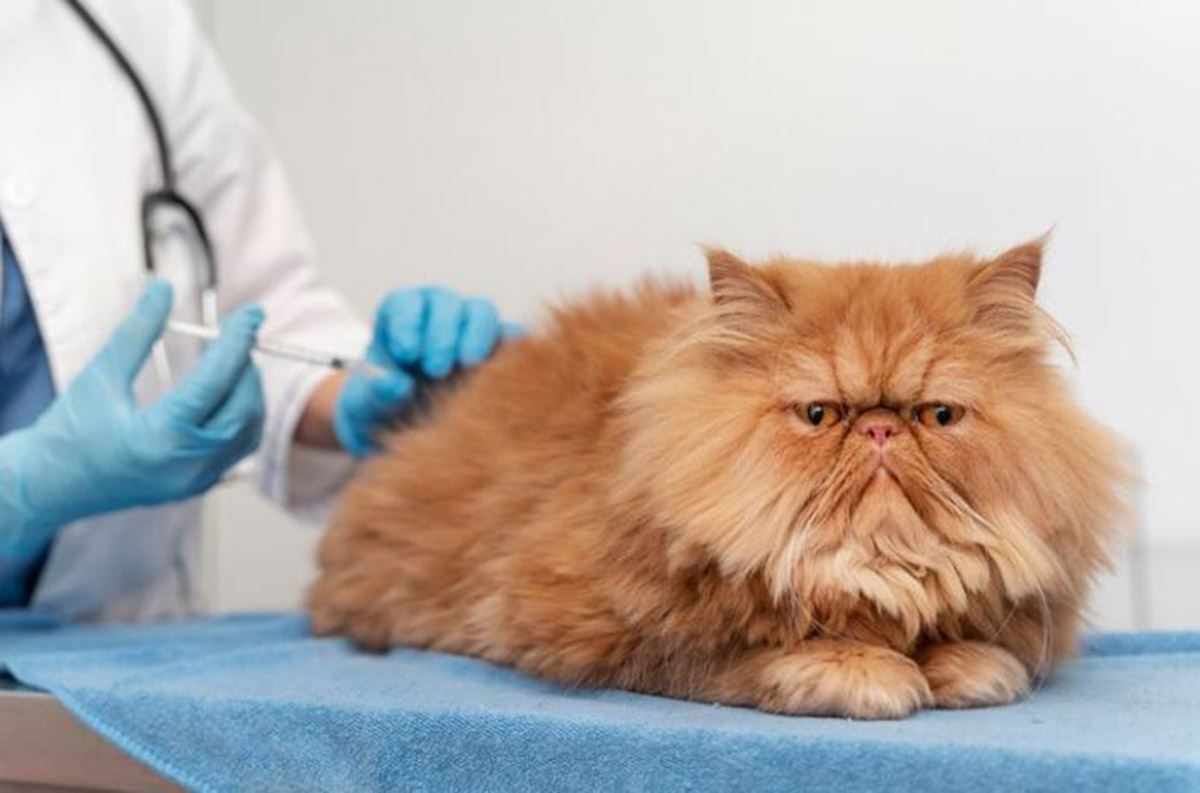 Tidak Menguras Dompet! Harga Suntik Vaksin Rabies Kucing Sudah Bisa Didapatkan dengan Harga 50 Ribu Saja!