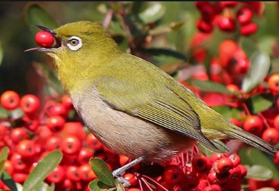 10 Buah-buahan Agar Burung Pleci Cepat Gacor, Kaya Akan Nutrisi dan Manfaat!