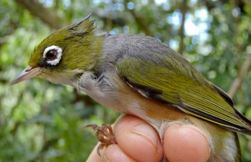 Ternyata Ini Manfaat Memandikan Burung Pleci di Malam Hari, Pantas Banyak Para Kicau Mania Melakukannya!