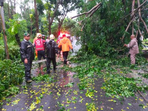 Pohon Angsana di Jalan Raya Kayugeritan Tumbang, Arus lalu Lintas Tersendat