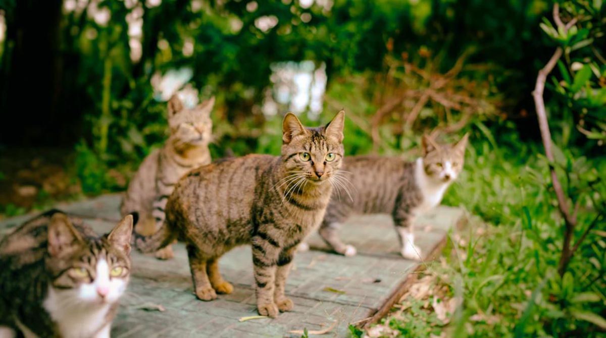 Moggy, dan Kucing Lokal: Apa Saja Nama Lain Kucing Kampung yang Paling Populer di Indonesia? Yuk, Cari Tahu!