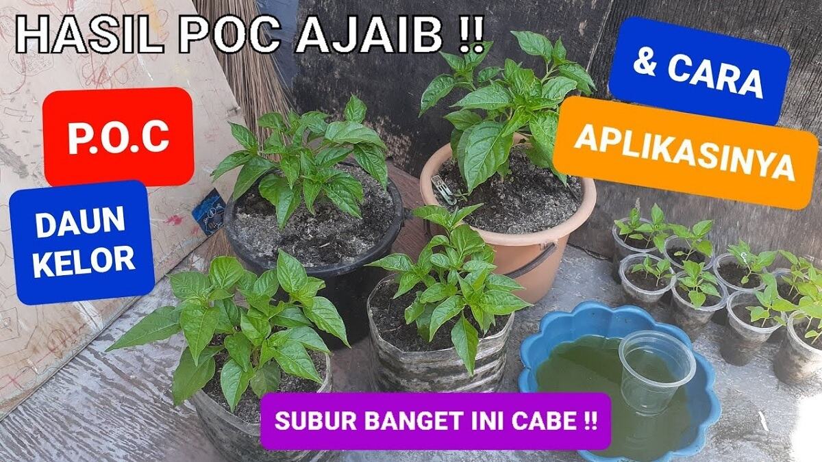 Begini Cara Agar Tanaman Cabai Subur dengan Menggunakan Pupuk Organik Super dari Daun Kelor, Terbukti Ampuh!